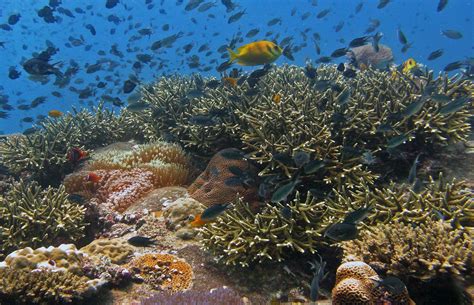 Climate change is devastating coral reefs and scientists don’t know if ...