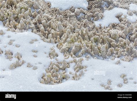 USA Wyoming Yellowstone National Park Mammoth Hot Springs Mineral Deposits Create Patterns