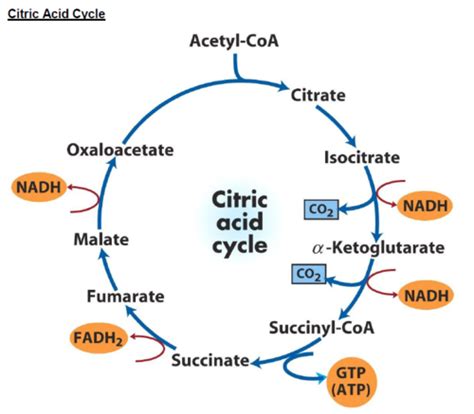 Fundamentals Of Biochemistry Tca Cycle And Oxidative Phosphorylation