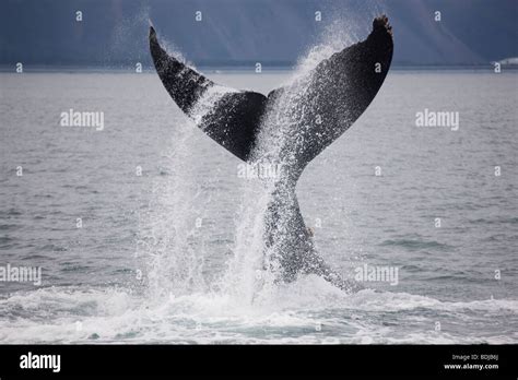 Humpback Whale Kenai Fjords National Park Alaska Stock Photo Alamy