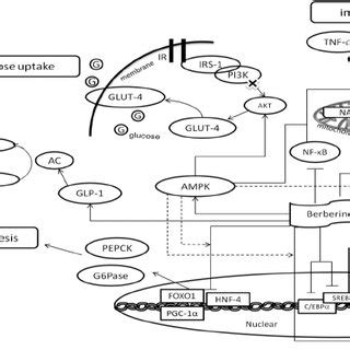 Schematic Illustration Of The Proposed Molecular Mechanisms And