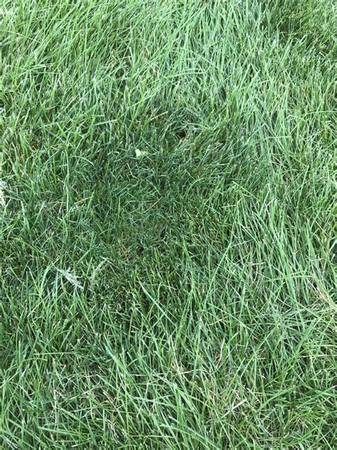 Dark Green Clumping Grass Lawn Care Forum