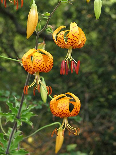 Lilium | Pacific Bulb Society