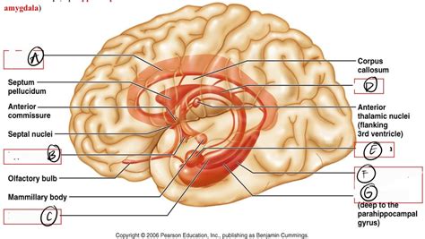 Limbic System Diagram | Quizlet