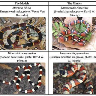 (a) The nonvenomous scarlet kingsnake (L. t. elapsoides) mimics the ...