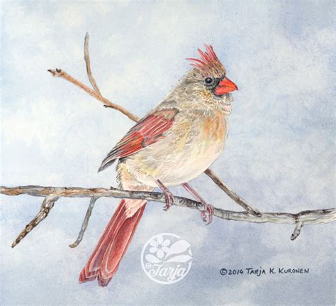 Northern Cardinal Female Giclee Print Of Original Etsy Color Pencil Illustration Pencil