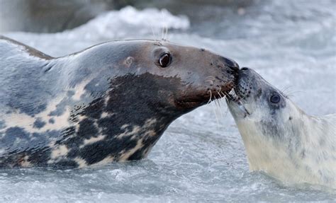 Ness Publishing: Picturing Scotland series: Scotland's Wildlife