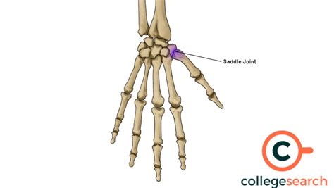 Saddle Joint Examples and Their Functionality