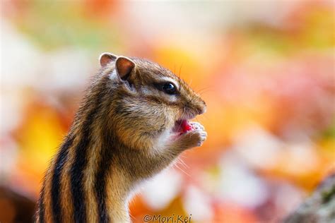 森kei移住計画 on Twitter 紅葉とシマリスが撮れて幸せでした シマリス 北海道 写真で感じる北海道 これソニーで