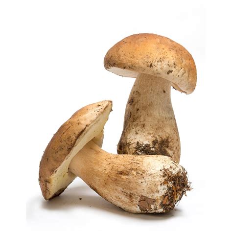 Hribi – Bio Butiq