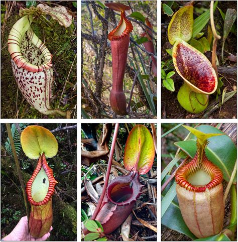 Carnivorous Plants Pitcher Plant 3 Plant Beginner's Bog Kit