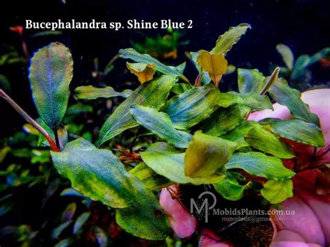 Буцефаландра Bucephalandra sp. Shine Blue 2 Купить в ⁕ Mobids Plants