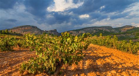 Bodegas Polo Monle N Vinos Del Alto Turia