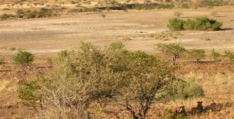 The Desert Lions | Secrets of Survival: Life in the Namib Desert | Nature | PBS