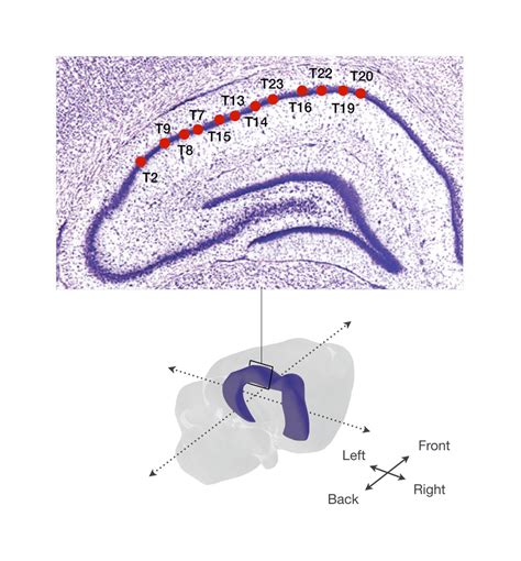 Estimated Location Within The Hippocampus Dorsal Ca1 Region Of Subset