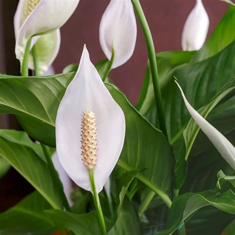 peace flower 11