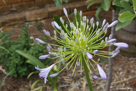 Agapanthus praecox – PLANTBOOK