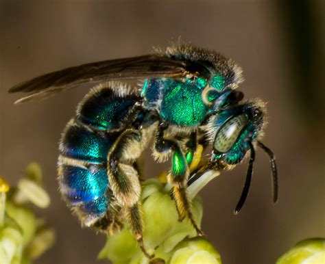 Metallic Green Bee 3 Species Augochloropsis Metallica Flickr