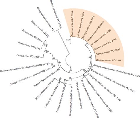 Table 1 From Characterization Of Dickeya Solani Strains And Identification Of Bacterial And