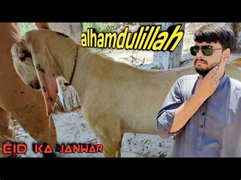 Alhamdulillah Eid Ka Bakra Le Lia Eid Ul Adha Bakra Eid 2024