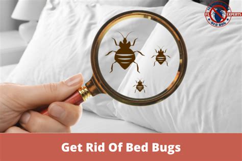 Can An Exterminator Get Rid Of Bed Bugs