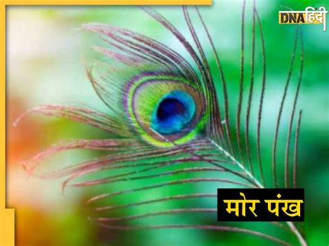 Vastu Dosh Upay बुरी नजर और पारिवारिक कलह से बचाता है मोर पंख जाने