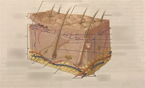 Skin & Hypodermis Mid Term 1 Diagram | Quizlet