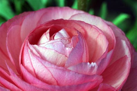 Лютики азиатские или садовые(Ranunculus asiaticus). Обсуждение на ...