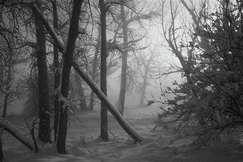 Colorado Black and White Foggy Winter Forest Photograph by Cascade ...