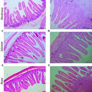 The Small Intestinal Morphology In D And Piglets Representative