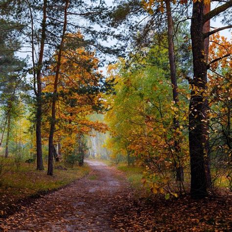 Осенний лес (Украина) автор Галанзовская Оксана // Autumn woodland ...