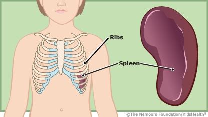 Spleen and Lymphatic System (for Teens) | Nemours KidsHealth