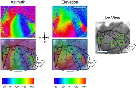 Identification Of V1b LM AL And PM Based On Retinotopic Mapping Of