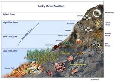 8 Intertidal zone ideas | zone, biomes, ecosystems