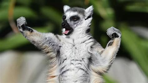 Lemur At Em Rfunny