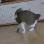 cat chasing tail domestic cats gif | WiffleGif