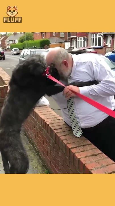 Dogs Reunited With Owners After Years Episode 1 Dogs Cute Emotional