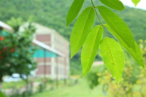 Walnut Leaf . Green Walnuts on the Tree Together . Young Green Leaves ...