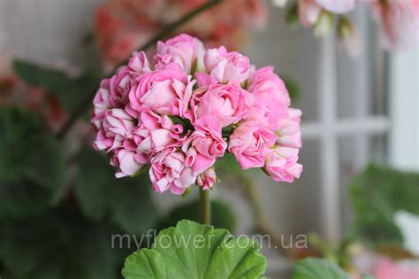 Розебудная пеларгония Swanland Pink - Australien Pink Rosebud, цена 60 ...