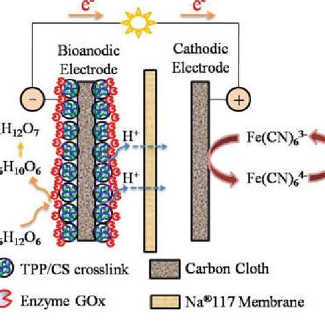 Schematic Diagram Of A Simple Enzyme Based Biofuel Cell Download Scientific Diagram