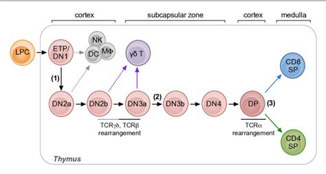 Overview Of Thymic T Cell Development The Individual Stages Of T