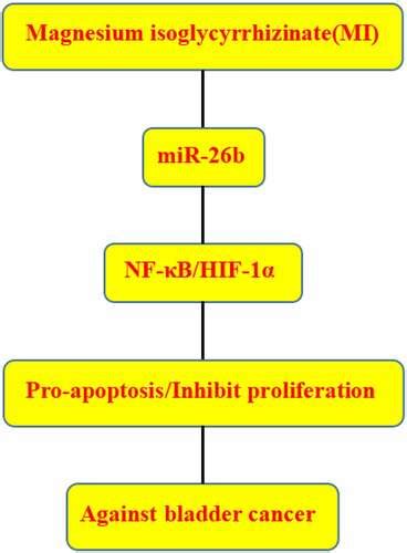 Full Article Magnesium Isoglycyrrhizinate Suppresses Bladder Cancer