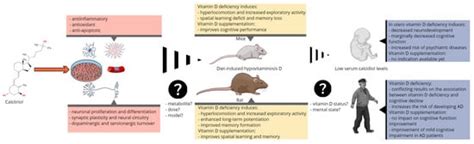 Nutrients Free Full Text Role Of Vitamin D In Cognitive Dysfunction