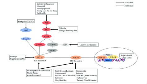 Hif 1 Signaling Pathway