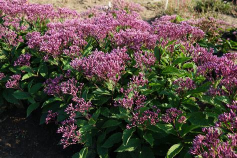 Ruby Joe Pye Weed Eupatorium Purpureum Proven Winners