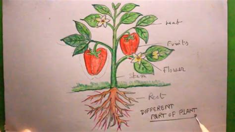 Scientific Plant Drawings