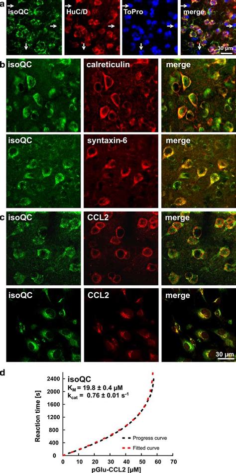 Neuronal Isoqc Expression Subcellular Localization And Co Expression