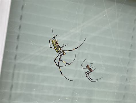 Trichonephila Clavipes - Banana Spider - USA Spiders