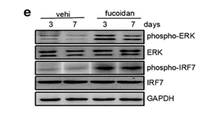 Fucoidan Suppress Hepatitis B Virus Hbv Replication Cancer And Fucoidan