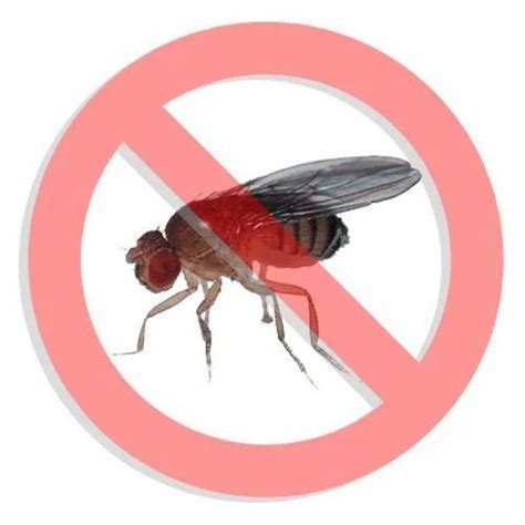 Flies Pest Control Service At Rs 2sq Ft फ्लाई कंट्रोल मक्खी